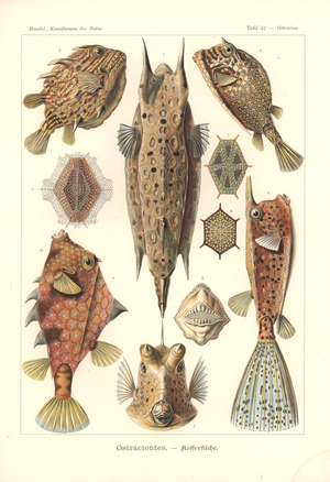 Ostracion - teleosts, Pl.42 from 'Kunstformen der Natur', engraved by Adolf Giltsch, published 1904 (colour litho)