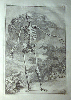 Albinus I, Pl. I: Skeleton, pub in 1740 (engraving)