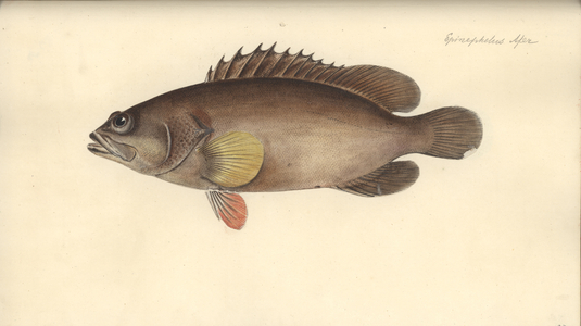 Alphestes afer, before 1793 (w/c on paper)