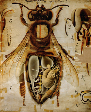 Anatomy of the Honey Bee, No.13, Pfurtscheller's Zoological Wall Chart (colour litho)