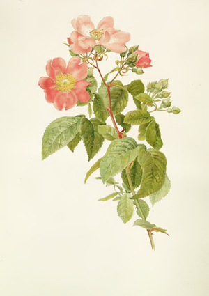 Rosa setigera (The Prairie Rose), by Alfred Parsons (1847-1920)