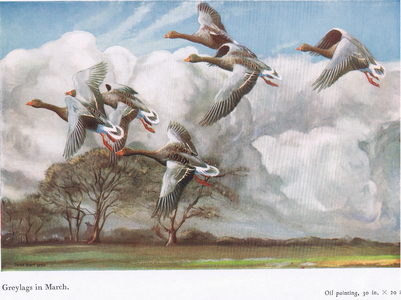 Greylags in March, illustration from 'Morning Flight', Country Life (colour litho)