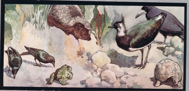 Wildlife, illustration from 'Helpers Without Hands' by Gladys Davidson, published in 1919 (colour litho)