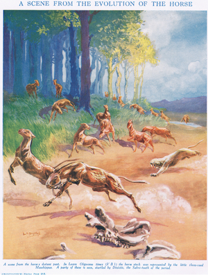 Mesohippus, illustration from 'The Science of Life' (colour litho)