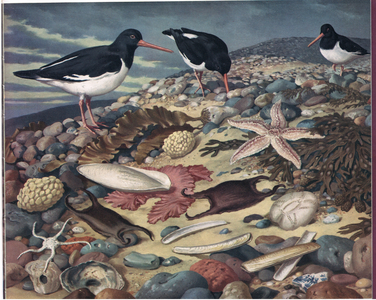 Life on the Tideline, illustration from 'The Shell Guide to Wildlife', published  by Jarrold & Sons, 1959 (colour litho)