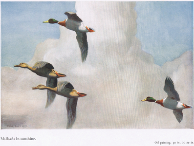 Mallards in sunshine, illustration from 'Morning Flight', Country Life (colour litho)