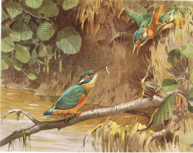 Kingfishers, illustration from 'Birds Ashore and Aforeshore' by Patrick Chalmers, 1935 (colour litho)