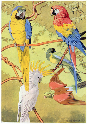Parrots, illustration from the 'Wonderful World of Nature', published by Bruce & Gawthorn, Ltd. (colour litho)