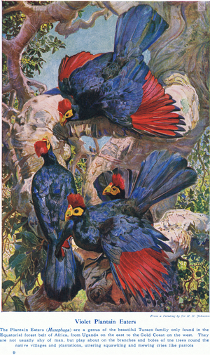 Violet Plantain Eaters, illustration from 'Wonders of Lands and Sea', published by Cassell, London, 1914 (colour litho)