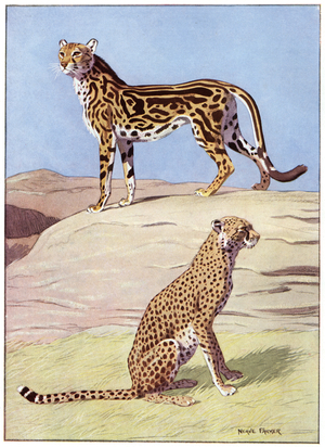 King Cheetah and Cheetah, illustration from the 'Wonderful World of Nature', published by Bruce & Gawthorn, Ltd. (colour litho)
