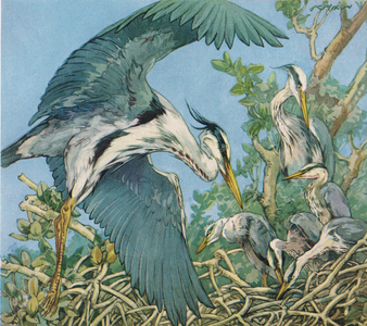 Storks, illustration from 'Bird Families' by Maurice Burton, published by Frederick Warne & Co., 1962 (colour litho)