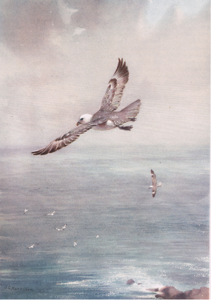 Fulmar taking off, illustration from 'Country Life', published in 1949 (colour litho)