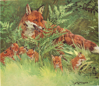 Foxes, illustration from 'Animal Mothers and their Babies', published by Warne, 1960 (colour litho)