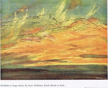 Pink-feet at dusk, Holkham Fresh Marsh (colour litho)