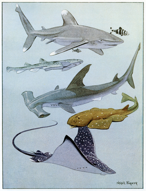 Sharks and Rays, illustration from the 'Wonderful World of Nature', published by Bruce & Gawthorn, Ltd. (colour litho)