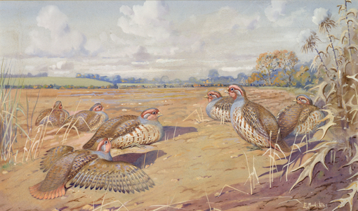 Partridges in the Sun (w/c on paper)