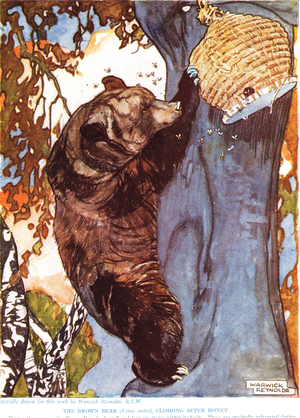 The Brown Bear (Ursus arctos), climbing after honey, illustration from 'The New Natural History', by John Arthur Thompson (1861-1933), published by G.P. Putnam's Sons, 1920s (colour litho)