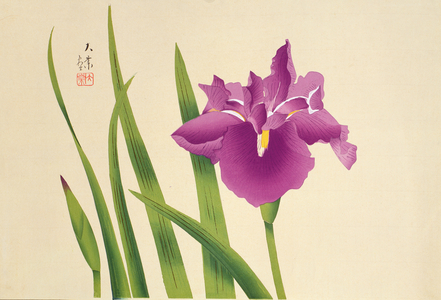 Irises, pub. c.1950, (colour woodblock print)