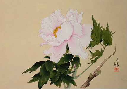 Peony, pub. 1950, (colour woodblock print)