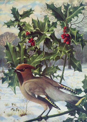 Waxwing