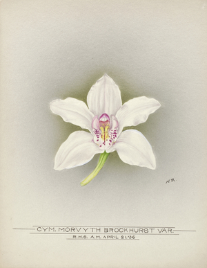 Orchid, 1936 (w/c on board)