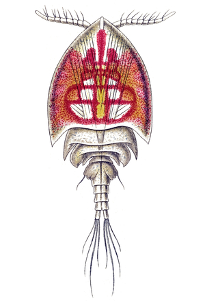 Plate 56, copepods: Copepoda (4: Cryptopontius thorelli, female). Illustration in “” Kunstformen der Natur”” (Nature Art Forms), 1899-1904 by Ernst Haeckel (1834-1919), German biologist.