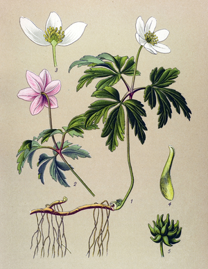 Botanical board. Venenous (toxic) and medicinal plant: Anemone sylvie or Anemone of the woods (Anemone nemorosa)