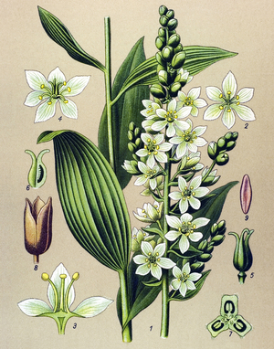 Botanical board. Venesous (toxic) and medical plant: white veratre (Veratrum album)