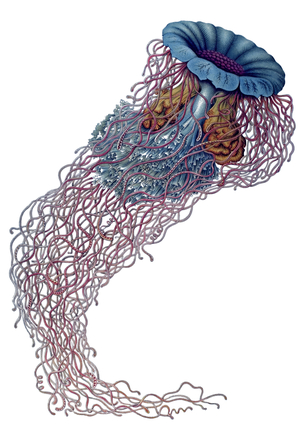 Plate 8, Meduse: Discomedusae, Jellyfish (Desmonema, 1/Desmonema Annasethe, Cyaneidae family) Illustration in “” Kunstformen der Natur” (Nature Art Forms), 1899-1904 by Ernst Haeckel (1834-1919), German biologist.