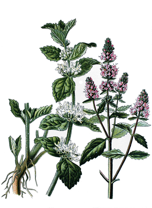 Botanical board, medicinal plant: white marriage and peppermint, chromolithography around 1870.