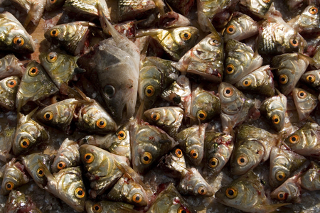 Dead fish heads (roach and perch) Photography