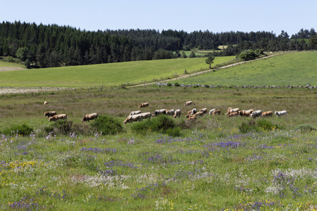 Grazing, Gevaudan near Saugues, Monts de la Margeride, Haute Loire, Auvergne, France, Europe