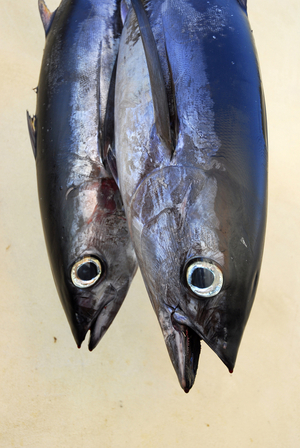 Two tuna hung in Italy.