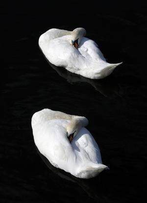 Two swans sleeping on a lake.