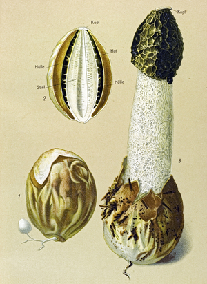 Botanical board with edible fungus: Stinky Satyre (Phallus impudicus)