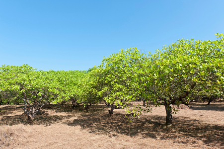 Cashew (Western Anacardium) trees on a plantation; cultivation of cashew nuts; Ko Phayam; Provinz Ranong; Thailand; Asia