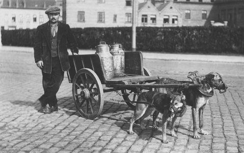 Dogs pulling a cart to deliver milk.