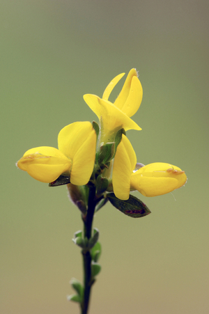 Spanish Broom or Spanish Gorse (Genista hispanica), Provence, Southern France, France, Europe. Photography