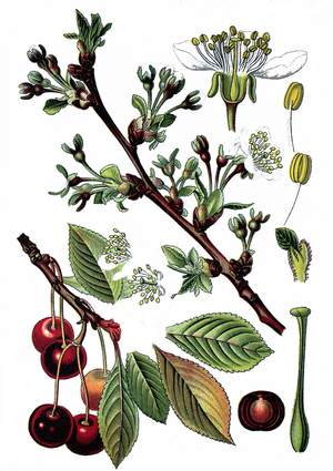 Cherry - Sour Cherry (Prunus cerasus), useful plant, historical chromolithography, about 1870