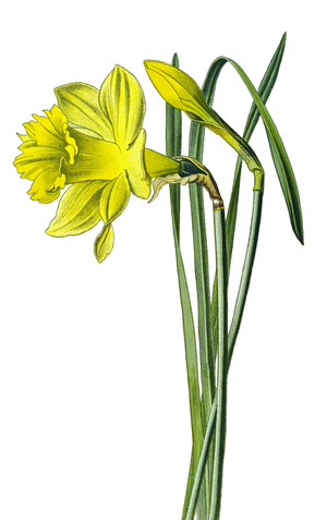 Botanical board, plant: yellow narcissus or trumpet narcissus (Narcissus pseudonarcissus)