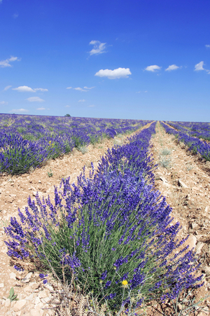 Field of Lavender (Lavendula angustifolia) in Provence, France.