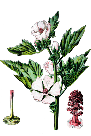 Botanical board: medicinal plant: marshmallow (Althaea officinalis). Chromolithography around 1870