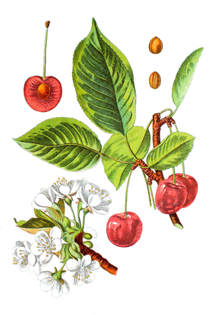 Cherry - Sour Cherry (Prunus cerasus), useful plant, historical chromolithography, about 1870