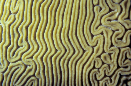 Coral. Photography