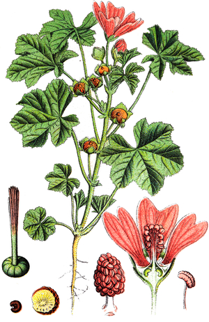 Botanical board, medicinal plant: wild purple (Malva sylvestris), chromolithography around 1880.