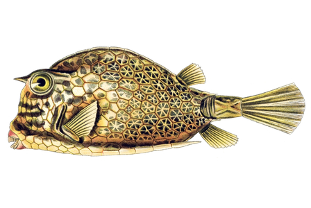 Plate 42: fish trunk (fish trunk). Scrawled Cowfish (Ostracion quadricornis). Illustration in “” Kunstformen der Natur”” (Nature Art Forms), 1899-1904 by Ernst Haeckel (1834-1919), German biologist.