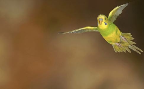 Parakeet (parrot) in flight.