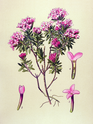 Botanical board, poisonous plant: camelee or camelee of the Alps (Daphne Cneorum)
