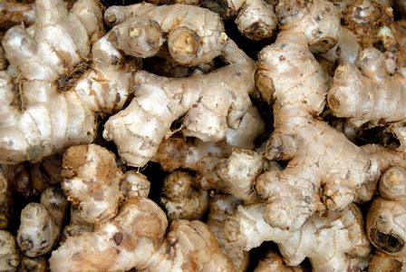 Thai-ginger; galangal; galanga root (Alpinia galanga)