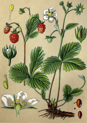 Botanical Plate, wild strawberry - Wild Strawberry (Fragaria vesca), medicinal plant, historical chromolithograph dated to 1880